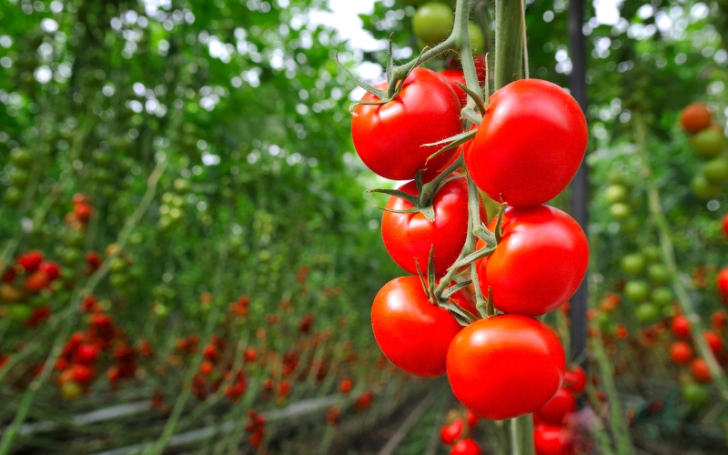 cà chua dễ trồng