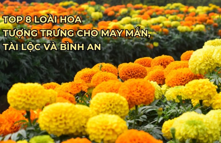 hoa tượng trưng cho may mắn